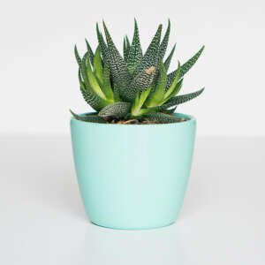Follower Vase